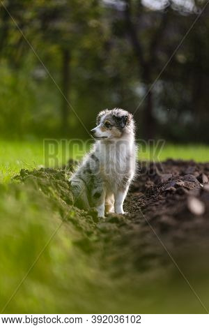 Young Sheltie Puppy Sitting In Flower, Agricuture Land Bed. Photo Taken In Warm Autumn Day.