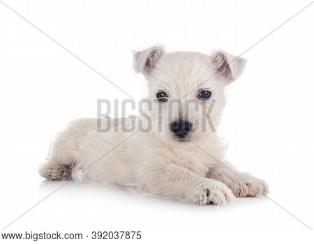 Puppy West Highland White Terrier In Front Of White Background