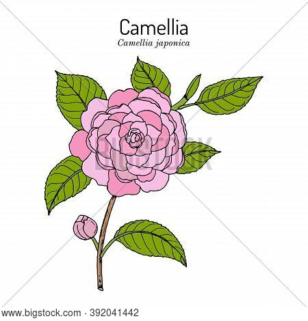 Japanese Camellia Camellia Japonica , Ornamental And Medicinal Plant. Hand Drawn Botanical Vector Il