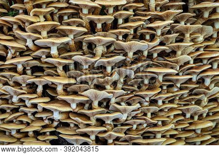 Shot Of Many Edible Mushrooms Kuehneromyces Mutabilis Commonly Known As Sheathed Woodtuft - Czech Re