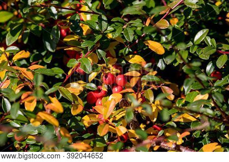 Autumn Fall Natural Background With Red Gaultheria Berries