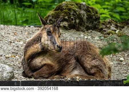 Apennine Chamois, Rupicapra Pyrenaica Ornata, Is Living In The Abruzzo-lazio-molise National Park In