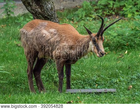 Apennine Chamois, Rupicapra Pyrenaica Ornata, Is Living In The Abruzzo-lazio-molise National Park In
