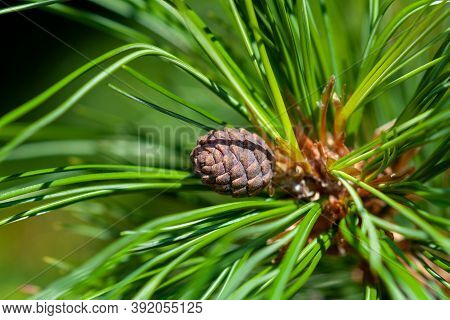 A Young Growing Cedar Cone On A Fluffy Green Branch Covered With Needles. Close-up, Selective Focus