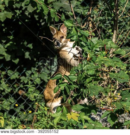 The Agile Wallaby, Macropus Agilis Also Known As The Sandy Wallaby Is A Species Of Wallaby Found In 