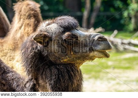 The Bactrian Camels, Camelus Bactrianus Is A Large, Even-toed Ungulate Native To The Steppes Of Cent