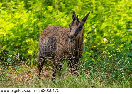 Apennine Chamois, Rupicapra Pyrenaica Ornata, Is Living In The Abruzzo-lazio-molise National Park In