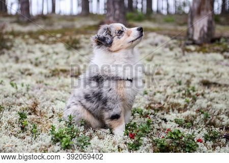 Small Beautiful Blue Merle Shetland Sheepdog Puppy Sitting In Forest Moss Near Red Berries. Photo Ta