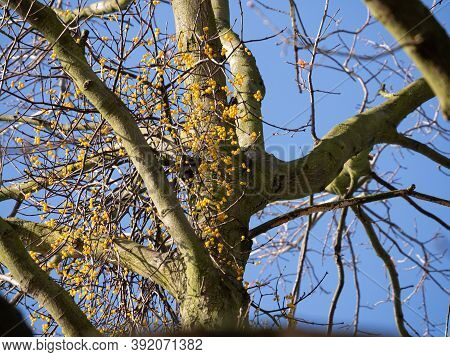 Yellow Berried Mistletoe European Loranth (loranthus Europaeus) With Yellow Berries Growing On Tree 