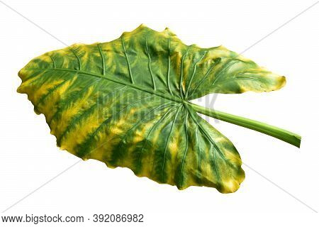 Giant Taro Plant Leaf Also Known As:alocasia Machrorhiza,dieffenbachia (dumb Cane), Elephant Ear, Cu