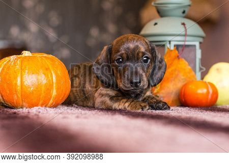 Brindle Brown Dachshund Puppy In Still Life Of Orange Pumpkin Harvest And Autumn Leaves With Lantern