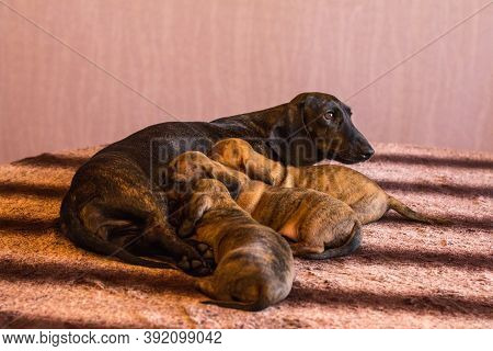 Dark Brown Mother Dachshund Feeding Her Three Little Tan Red Brindle Puppies On Striped Table Indoor