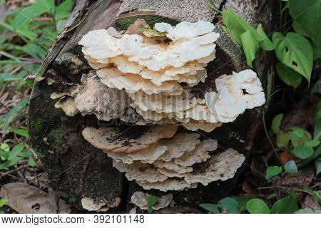 Very Fine Laminar-shaped White Mushrooms That Appear On A Trunk In Autumn And Very Humid Areas