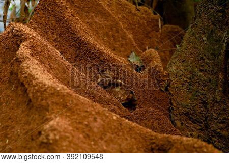 Ant  Hill Around The Bottom Of A Tree