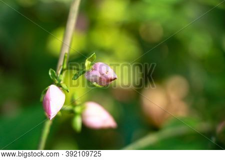Light Pink Color Flower Buds Of A Wild Plant Belonging To Strobilanthes Species
