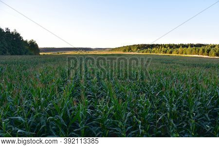 Young Corn Plants In A Field. Maize Or Sweetcorn Plants Background. Cornfield Texture. Agricultural 