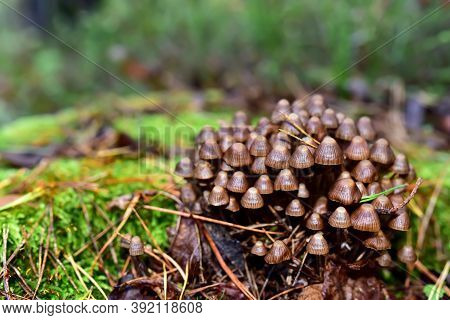 Many Dangerous Inedible Mushrooms Grow On A Tree Stump In A Forest. Poisonous Mushrooms, Hazardous T