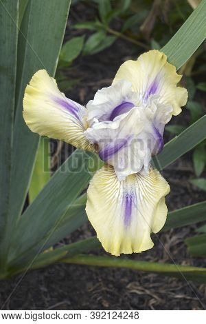 Close-up Image Of Tall Bearded Iris (iris 'county Cork')