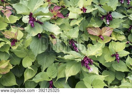 Himalayan Honeysuckle (leycesteria Formosa). Called Flowering Nutmeg, Himalaya Nutmeg, Granny's Curl