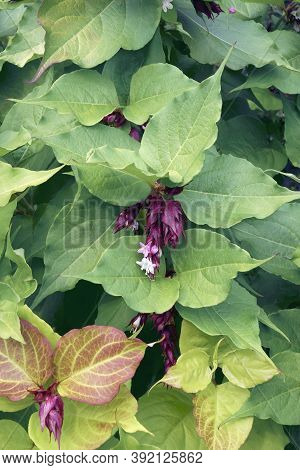 Himalayan Honeysuckle (leycesteria Formosa). Called Flowering Nutmeg, Himalaya Nutmeg, Granny's Curl