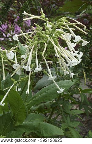 Woodland Tobacco (nicotiana Sylvestris). Called Flowering Tobacco And South American Tobacco Also