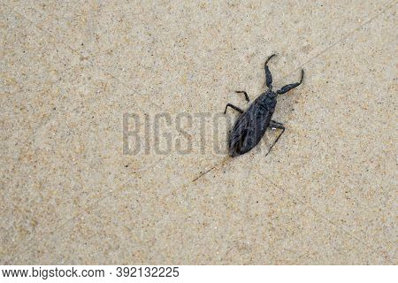 Nepa Cinerea Is A Species Of Water Scorpion, Nepidae, Found In Most Of Europe