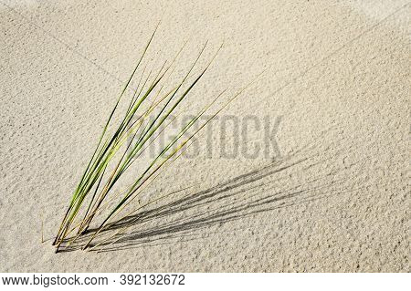 Dune With Fresh Lyme Grass In The Sand On A Beach By The Baltic Sea