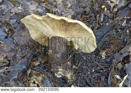 Velvet Rollrim (tapinella Atrotomentosa). Called Velvet-footed Pax Also