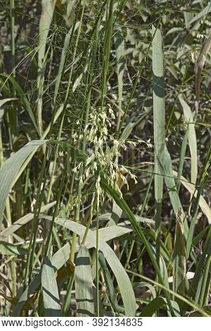 Wild Rice (zizania Aquatica). Called Annual Wildrice And Souther Wild Rice Also