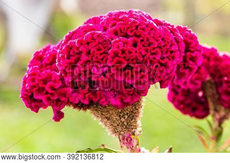 Isolated Colorful Celosia Cristata Flower In Garden. Close Up Of Pink Cockscomb Flower,