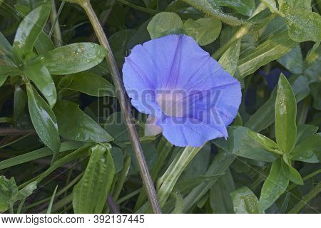 Ivy-leaved Morning Glory (ipomoea Hederacea). Called Ivyleaf Morning Glory Also