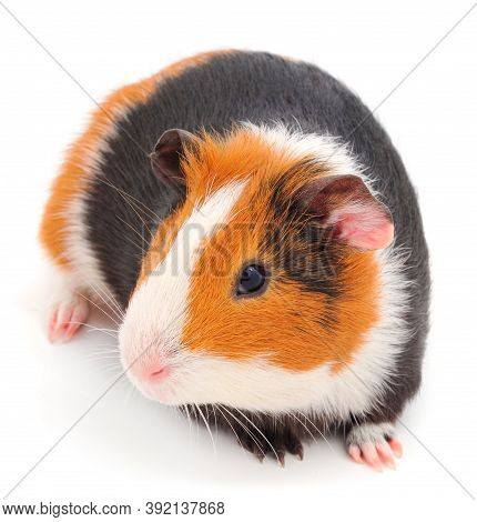 Guinea Pig Isolated On White Background. Funny, Guineapig.