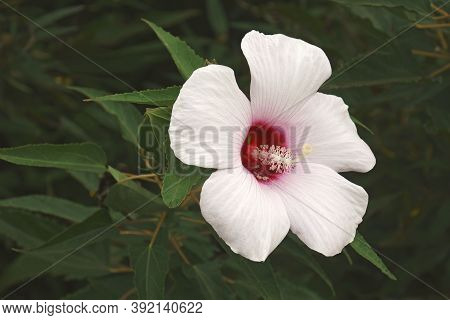 Halberdleaf Hibiscus (hibiscus Laevis). Called Halbeard-leaf Rosemallow Also