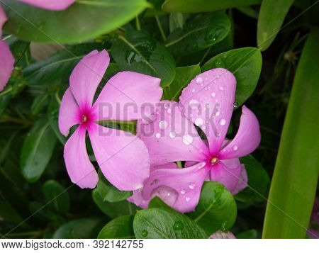 Ayurveda Suggests Having Sadabahar Herb, Which Is Also Known As Periwinkle And Vinca Rosea. 
This Ay