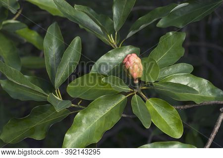 Sweetbay Magnolia (magnolia Virginiana). Called Sweetbay, Laurel Magnolia, Swampbay, Swamp Magnolia,