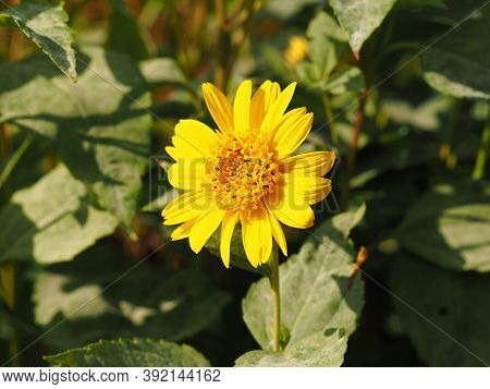 Bright Yellow Sunflower, Helianthus Capenoch Supreme, Catching Sunlight In A Garden
