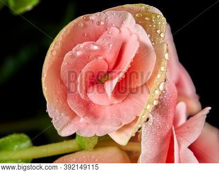 Begonia Flower.bright Flowers Of Tuberous Begonia Begonia Tuberhybrida On A Dark Background.