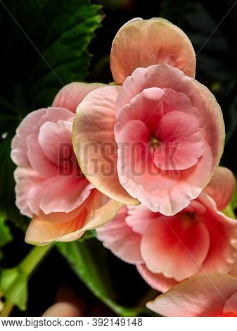 Begonia Flower.bright Flowers Of Tuberous Begonia Begonia Tuberhybrida On A Dark Background.