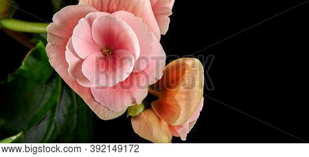 Begonia Flower.bright Flowers Of Tuberous Begonia Begonia Tuberhybrida On A Dark Background.