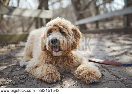 Golden Labradoodle Dog Outside In Fall Season