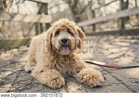 Golden Labradoodle Dog Outside In Fall Season