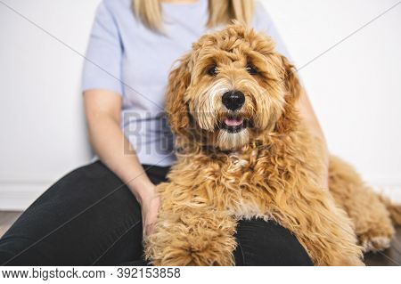 Woman With His Golden Labradoodle Dog Isolated On White Background