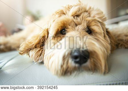 Golden Labradoodle Dog At Home On The Sofa