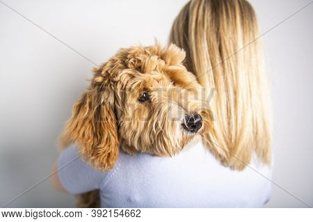 Woman With His Golden Labradoodle Dog Isolated On White Background