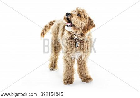 Golden Labradoodle Dog Isolated On White Background