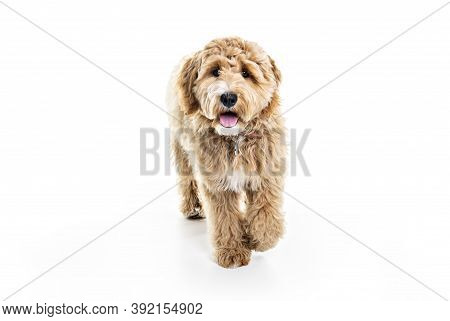 Golden Labradoodle Dog Isolated On White Background