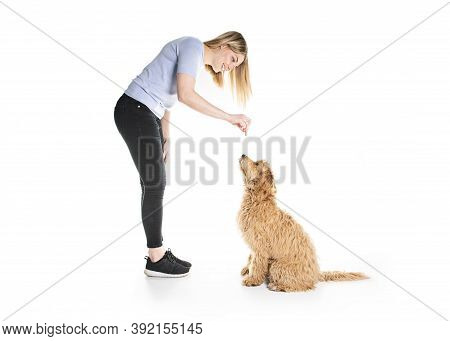 Trainer Woman With His Golden Labradoodle Dog Isolated On White Background