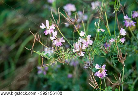 Pink Flowers And Dry Brown Legumes Of A Crown Vetch In A Meadow In Evening Sunlight