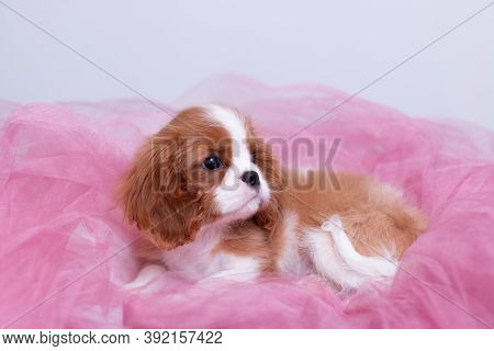 Little Young Red And White Cavalier Cing Charles Spaniel Puppy Laying In Pink Organza On White Backg