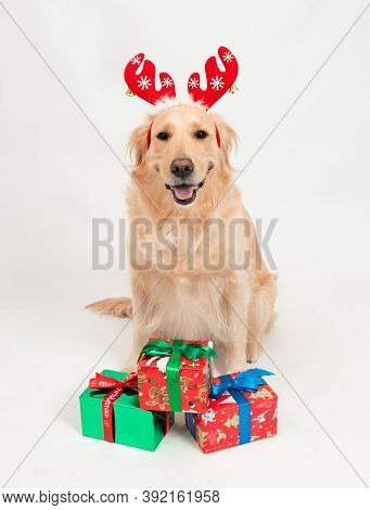 Family White Dog Golden Retriever Looking In Camera And Smile. Cute Dog Dressed In Christmas Antlers